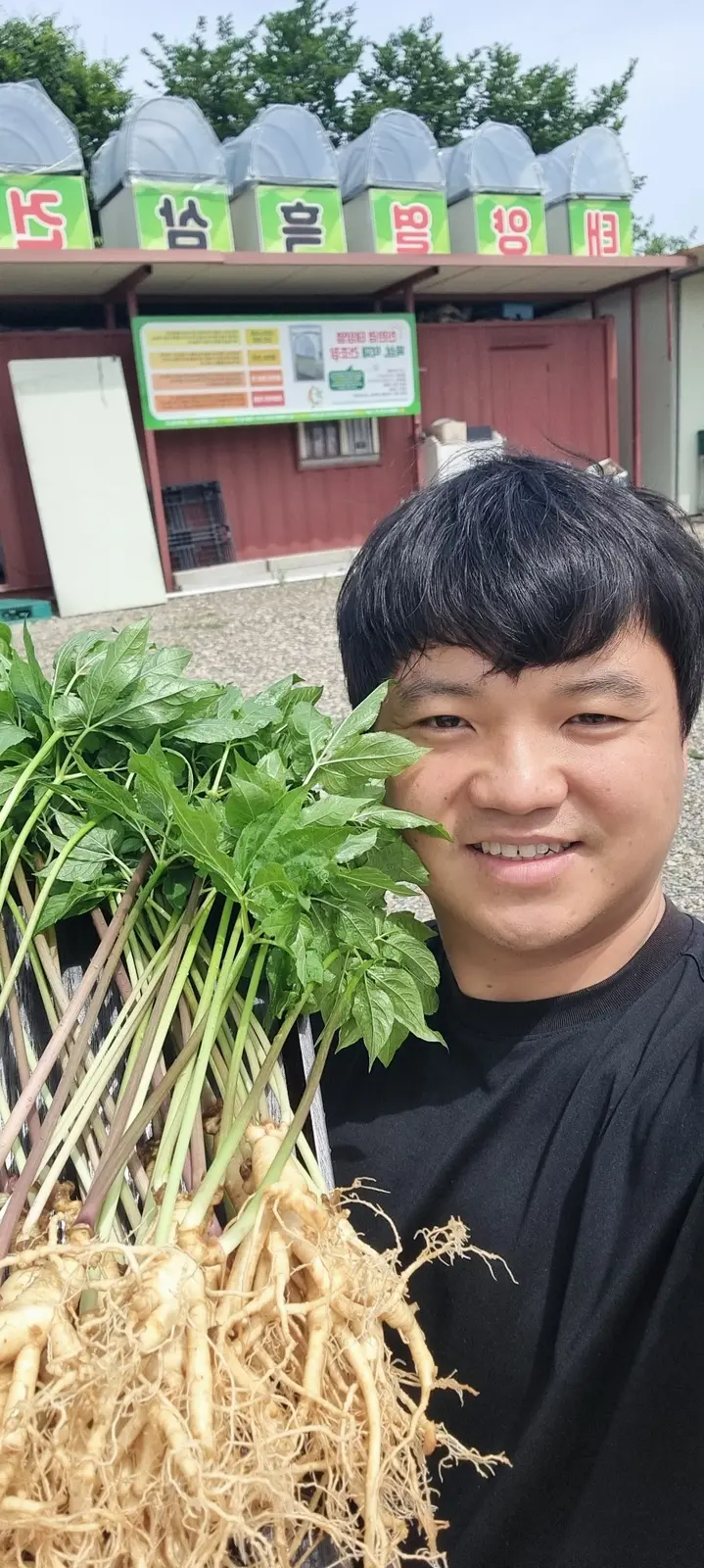 잎과 줄기, 뿌리가 모두 살아 있는 전초인삼을 든 다예랑 대표
